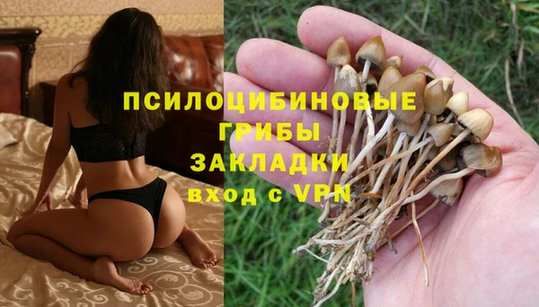 прущие грибы Алзамай